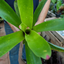 Neoregelia Johannis – Plante exotique graphique | JungleBox