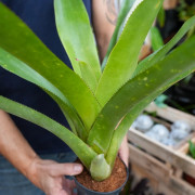 Neoregelia Johannis – Plante exotique graphique | JungleBox