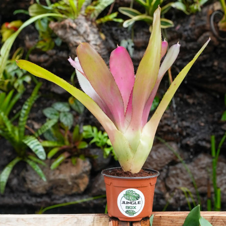 Neoregelia meyendorfii pink