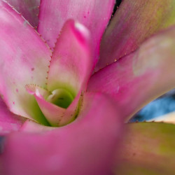 Neoregelia meyendorfii pink