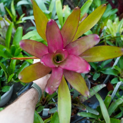 Neoregelia meyendorfii pink