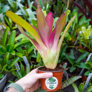 Neoregelia meyendorfii pink