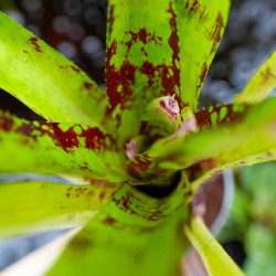 Neoregelia osser