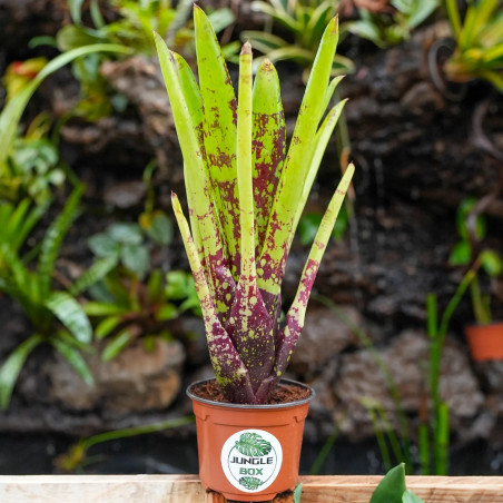 Neoregelia osser