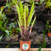 Neoregelia osser