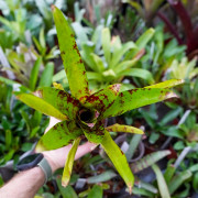 Neoregelia osser