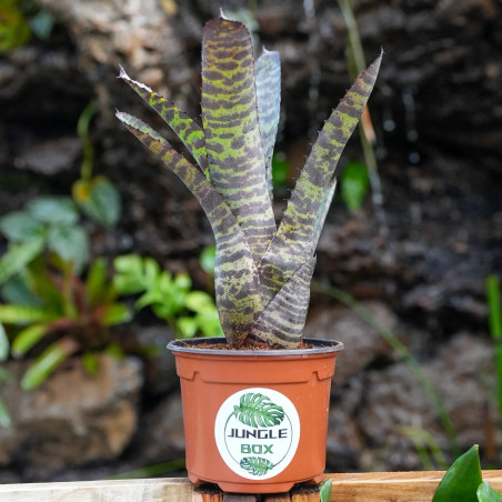 Neoregelia tiger stripes