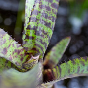 Neoregelia tiger stripes