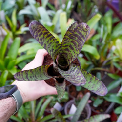 Neoregelia tiger stripes