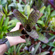 Neoregelia tiger stripes