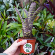 Neoregelia tiger stripes