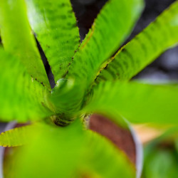 Neoregelia tigrina hybrid