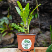 Neoregelia tigrina hybrid