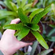 Neoregelia tigrina hybrid