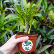 Neoregelia tigrina hybrid
