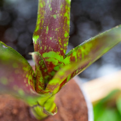 Neoregelia toshiya – Une broméliacée tropicale aux couleurs éclatantes