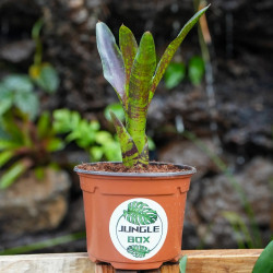 Neoregelia toshiya – Une broméliacée tropicale aux couleurs éclatantes