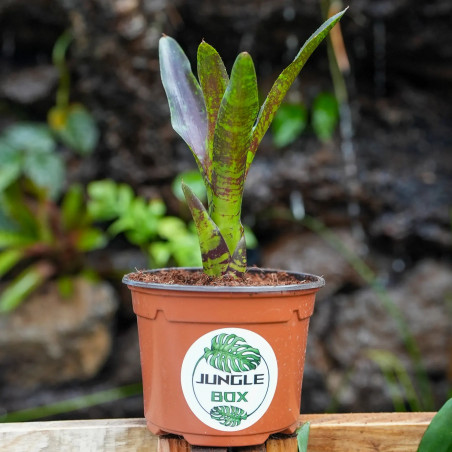 Neoregelia toshiya – Une broméliacée tropicale aux couleurs éclatantes
