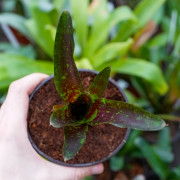 Neoregelia toshiya – Broméliacée tropicale colorée et facile à entretenir | JungleBox