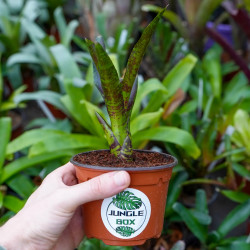 Neoregelia toshiya – Une broméliacée tropicale aux couleurs éclatantes