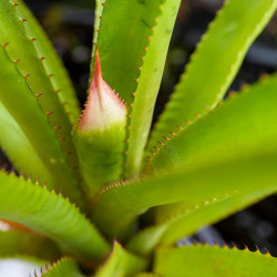 Wittmackia superba | Broméliacée tropicale rare du Brésil