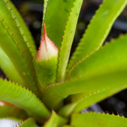 Wittmackia superba | Broméliacée tropicale rare du Brésil