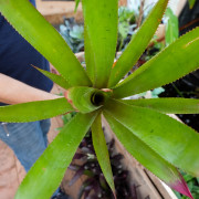 Wittmackia superba | Broméliacée tropicale rare du Brésil