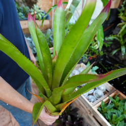 Wittmackia superba | Broméliacée tropicale rare du Brésil