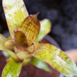 Petite Broméliacée pour terrarium planté aux vert intense