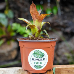 Vriesea gigantea Nova Mini