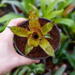 Petite Broméliacée pour terrarium planté aux vert intense