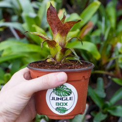 Petite Broméliacée pour terrarium planté aux vert intense