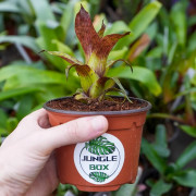 Petite Broméliacée pour terrarium planté aux vert intense