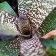 Vriesea forsteriana – Broméliacée tropicale décorative pour intérieur et terrarium | JungleBox