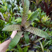 Vriesea forsteriana – Broméliacée tropicale décorative pour intérieur et terrarium | JungleBox