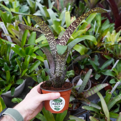 Vriesea forsteriana – Broméliacée tropicale décorative pour intérieur et terrarium | JungleBox