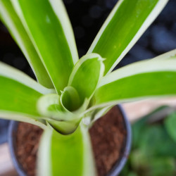 Aechmea gamosepala variegata