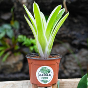 Aechmea gamosepala variegata