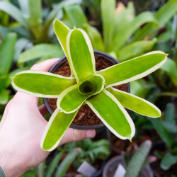 Aechmea gamosepala variegata