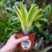 Aechmea gamosepala variegata
