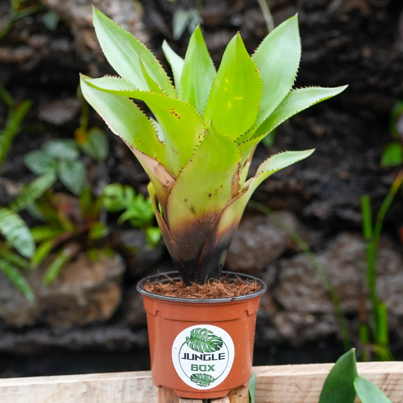 Aechmea hoppii