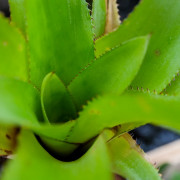 Aechmea hoppii