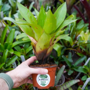 Aechmea hoppii