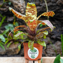 Goudea ospinae var.gruberi Taille M