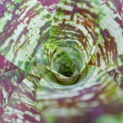 Goudea ospinae var. gruberi 'Small' – Mini broméliacée zébrée | Jungle