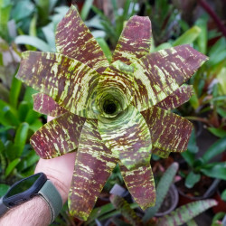 Goudea ospinae var. gruberi 'Small' – Mini broméliacée zébrée | Jungle