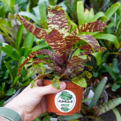 Goudea ospinae var. gruberi 'Small' – Mini broméliacée zébrée | Jungle