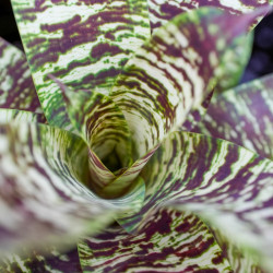 Goudea ospinae var.gruberi XL