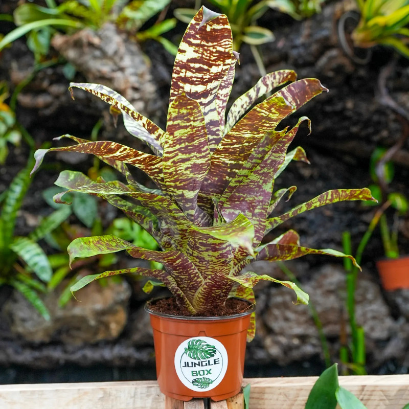 Goudea ospinae var.gruberi L