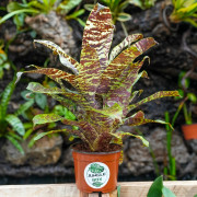 Goudea ospinae var.gruberi XL